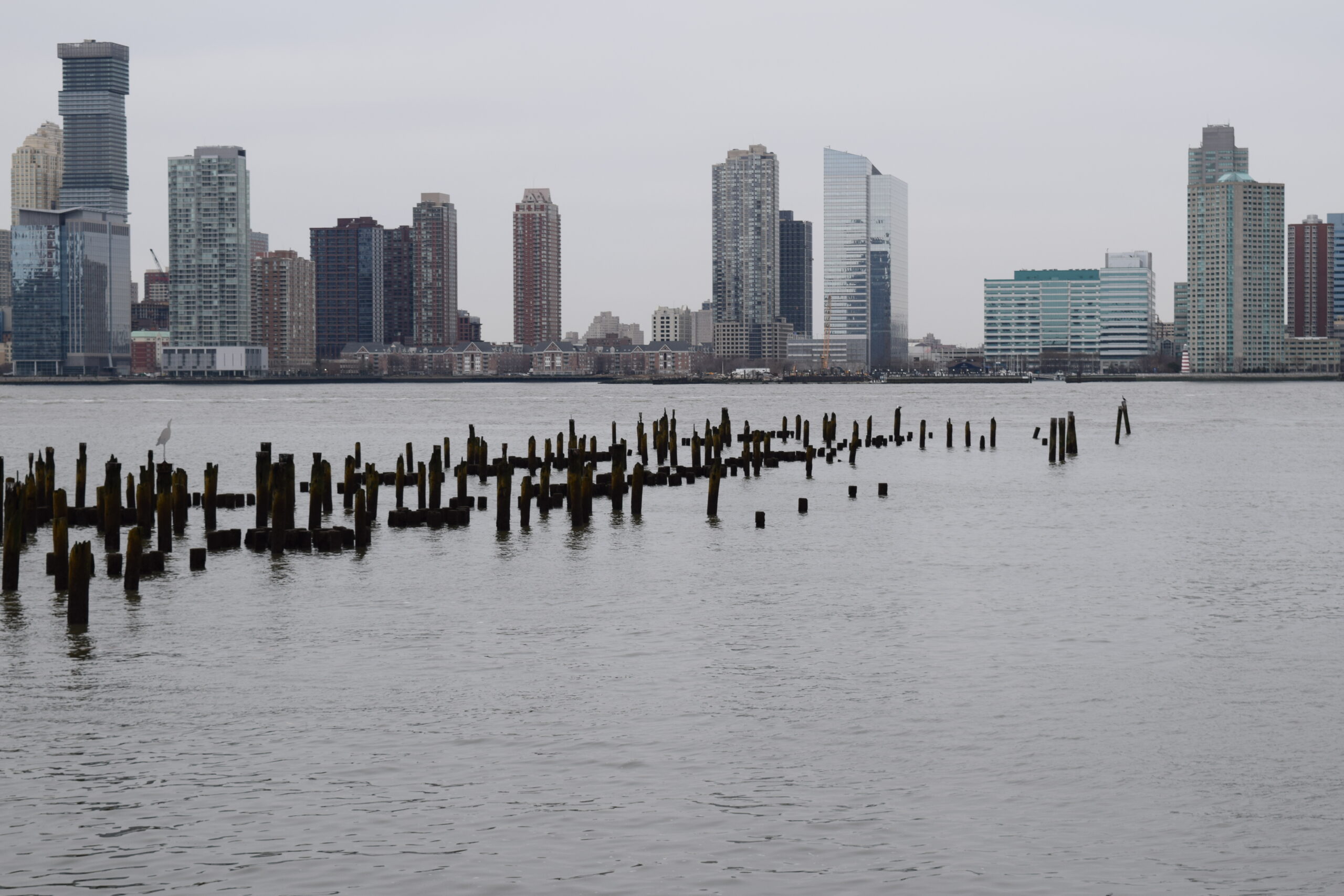 The pile field on the Hudson River is one of the places Hudson River Park grows oysters
