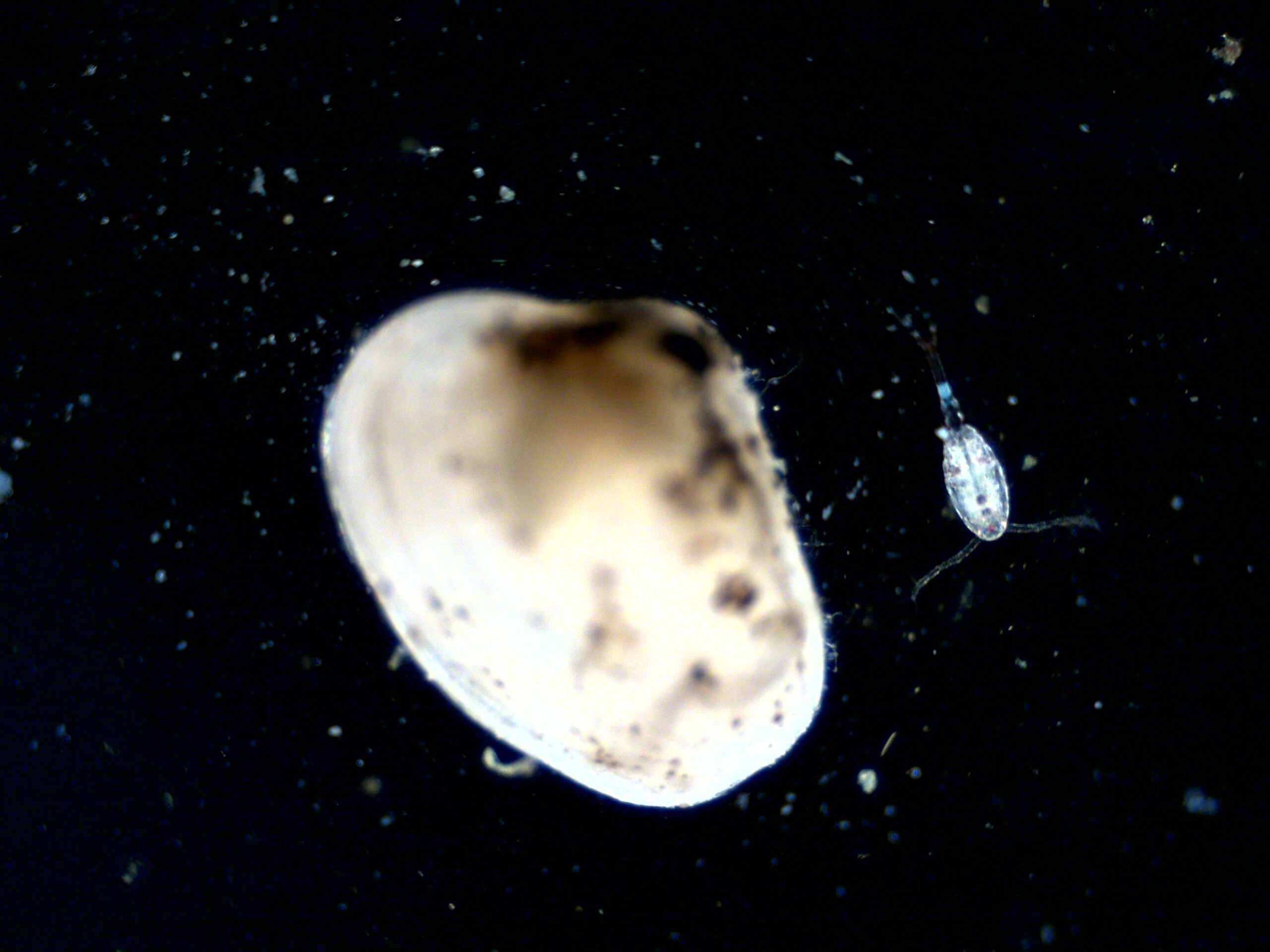 Post veliger clam with copepod