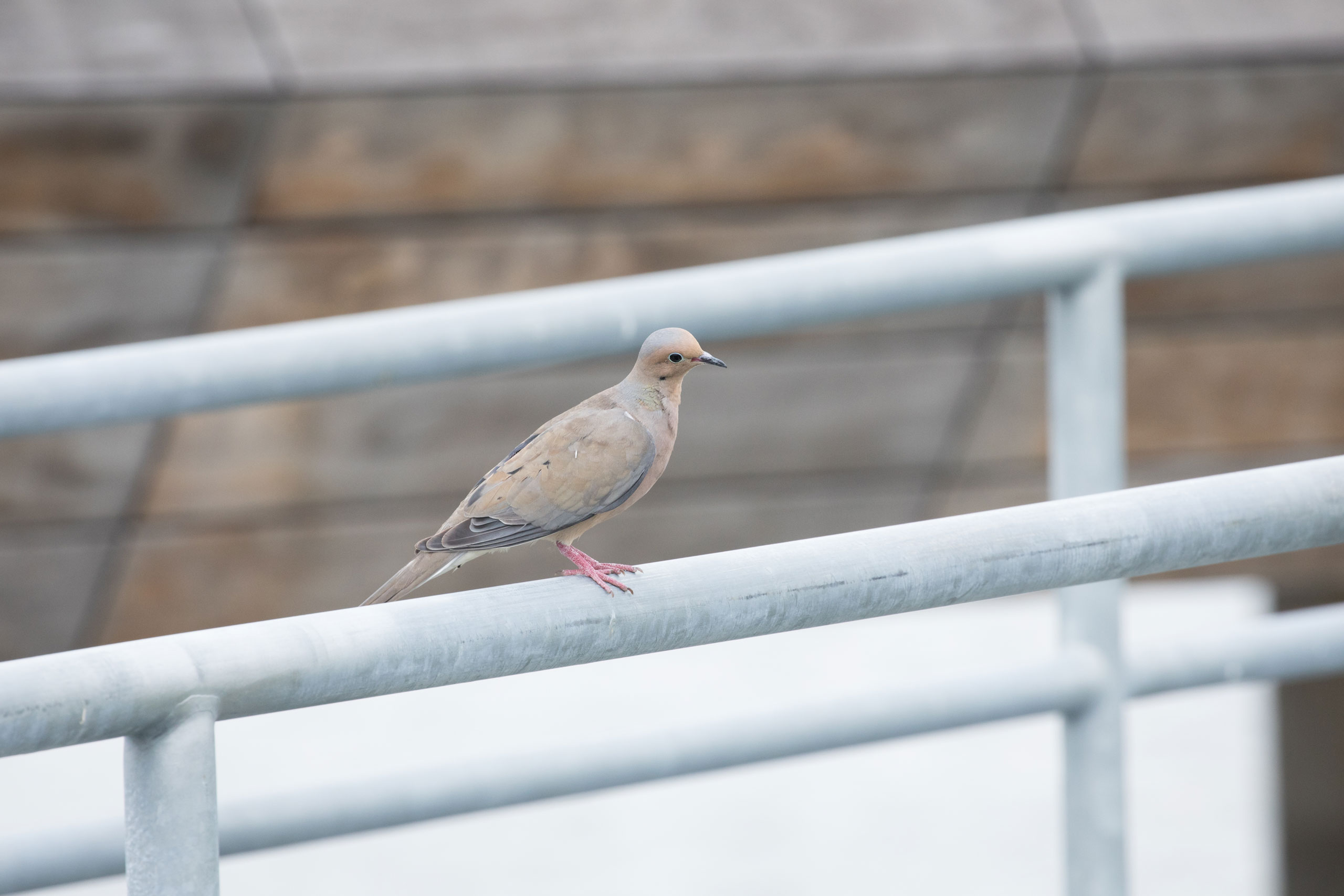 Bird perched on railings of the HRPK Pier 26 Tide Deck in Hudson River Park